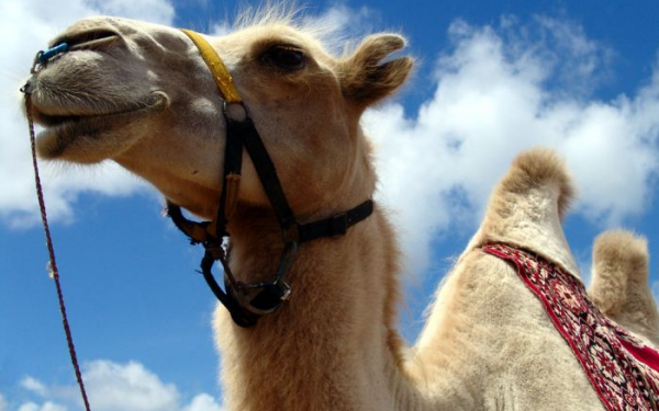 Двугорбый верблюд