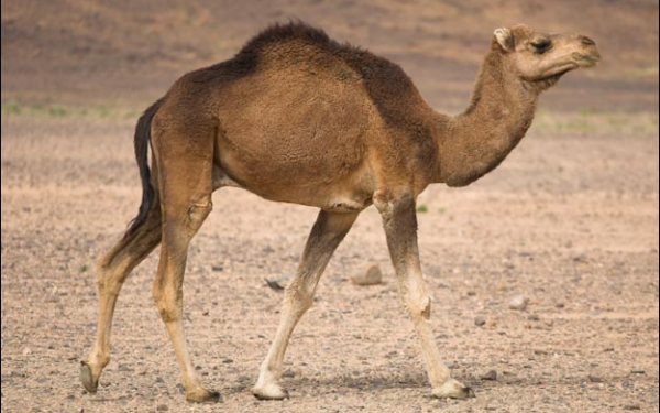 Верблюд в пустыне