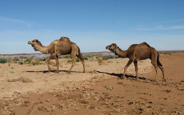 Два верблюда