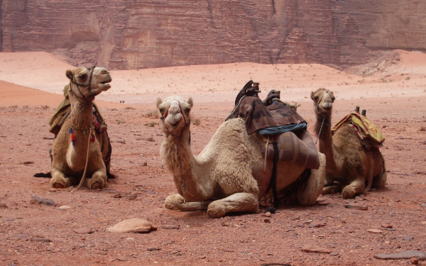 Верблюды в пустыне