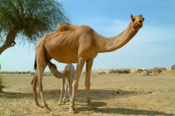 Кормит верблюжонка