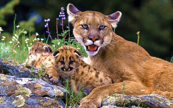 Пума с котятами