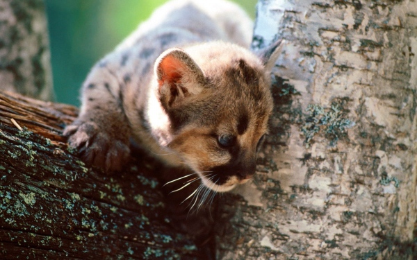 Детеныш пумы на дереве