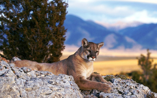 Пума - горный лев