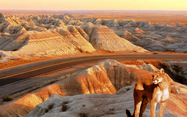 Пума в пустыне