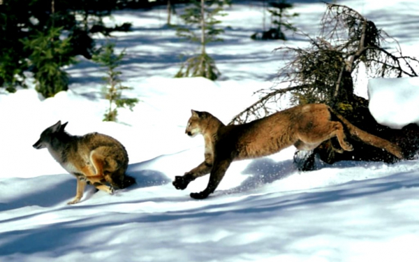 Пума гонится за волком