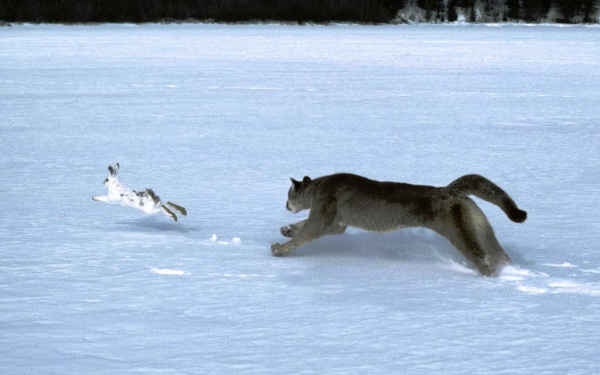 Пума гонится за зайцем