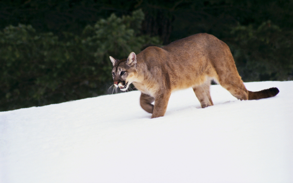 Пума идет по снегу