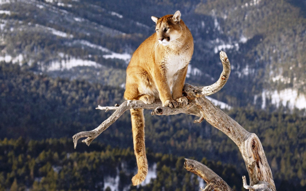 Пума на дереве