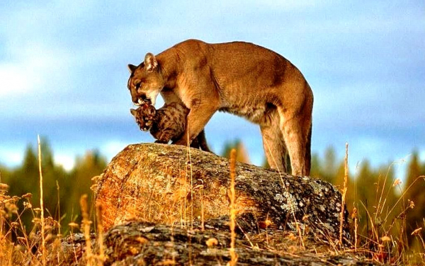 Пума и котенок.