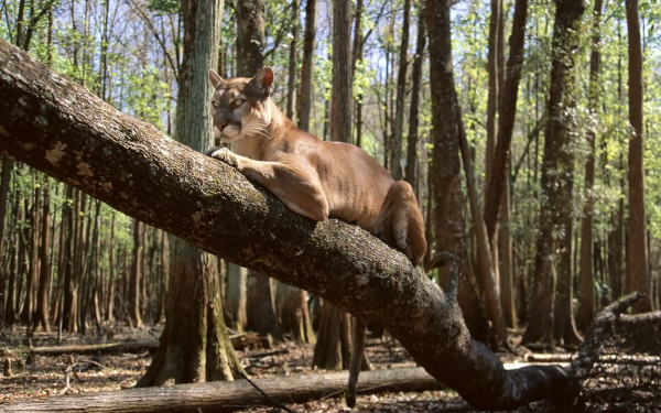 Пума отдыхает