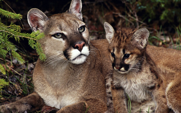 Пума с детенышем