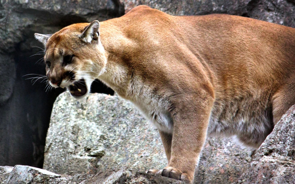 Пума сердится