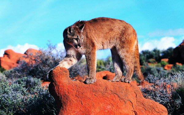 Пума стоит на камне