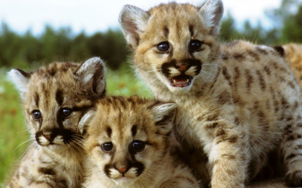 Котята пумы