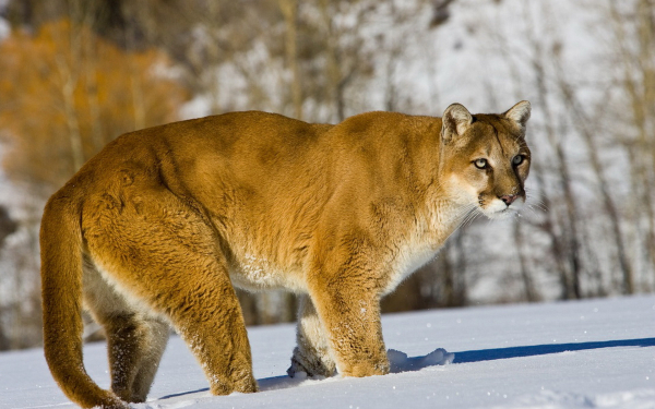 Пума в зимнем лесу