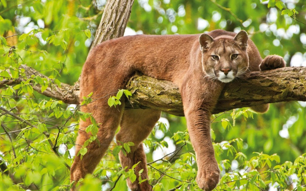 Пума лежит на дереве