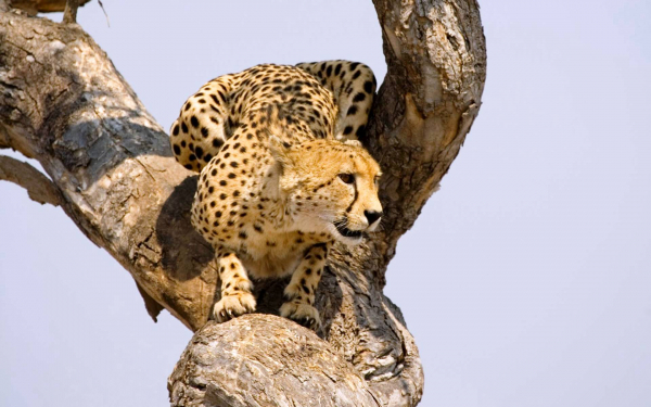 Гепард на дереве