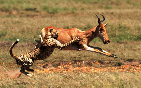 Гепард на охоте