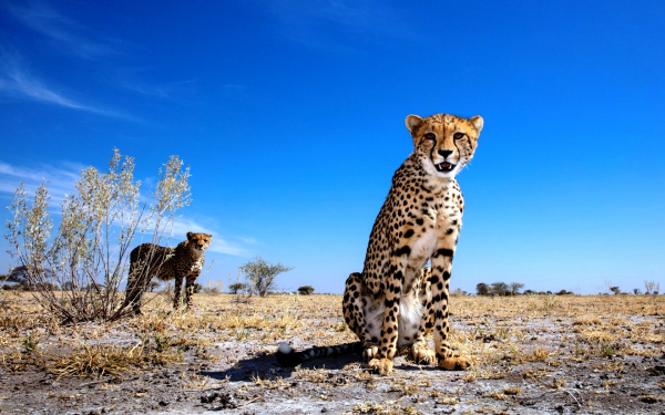 Два гепарда