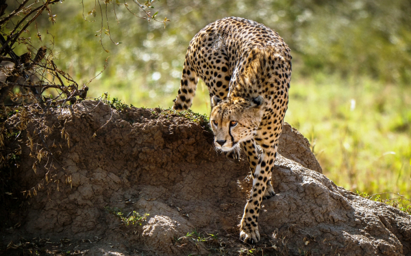 Гепард видит дичь