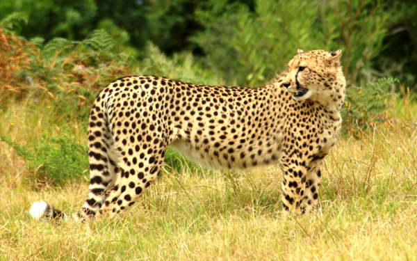 Гепард на опушке леса