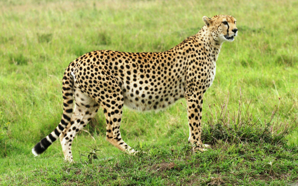Гепард на поляне