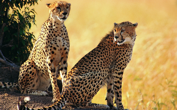 Пара гепардов