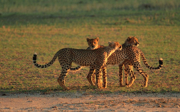 Три гепарда