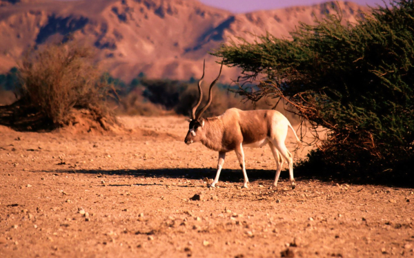 Антилопа аддакс