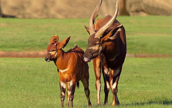Антилопа бонго с теленком