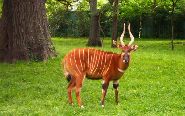 Антилопа бонго