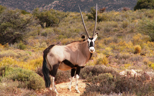 Саблерогая антилопа орикс