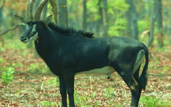 Черная антилопа