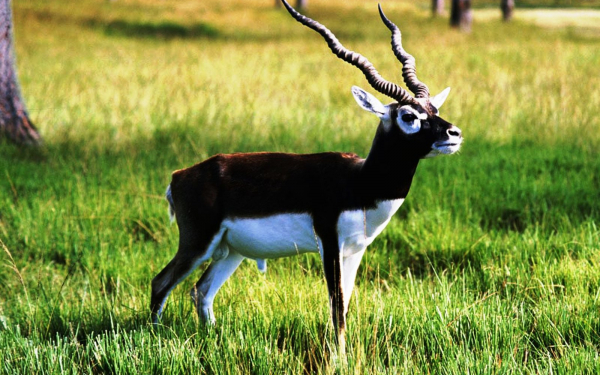 Антилопа гарна