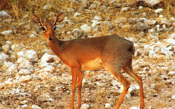 Антилопа дикдик