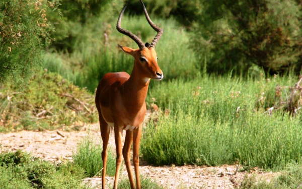 Антилопа импала