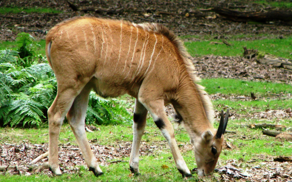 Антилопа канна