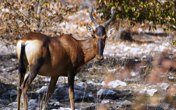 Антилопа конгони