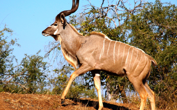 Антилопа куду