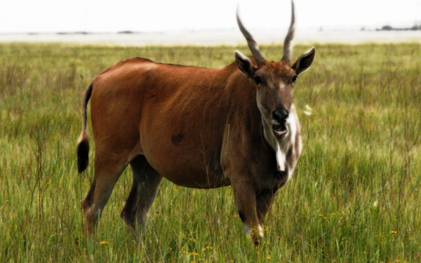 Антилопа нильгау