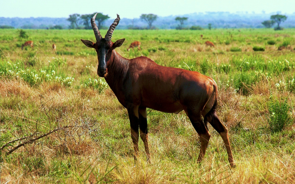 Антилопа топи