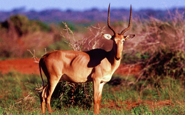 Антилопа хирола