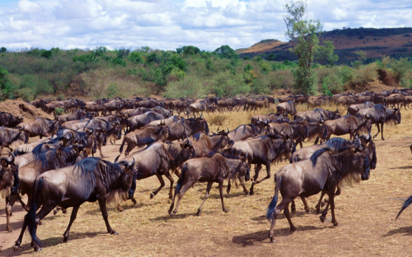 Антилопы гну