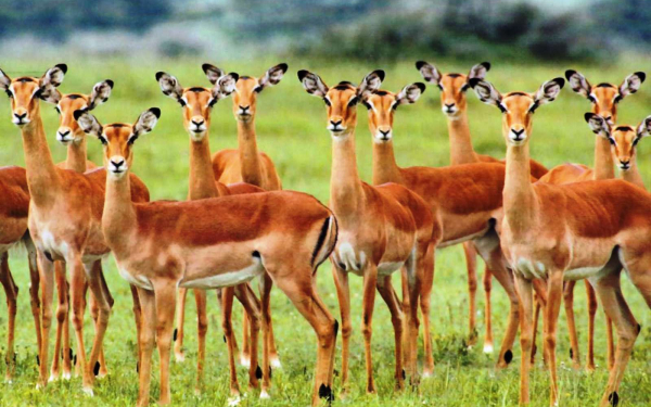 Антилопы импалы