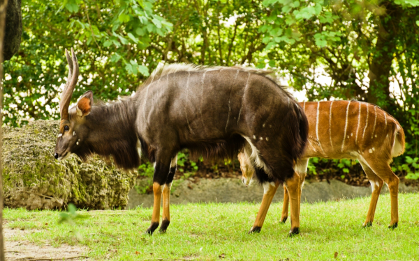 Антилопы иньялы