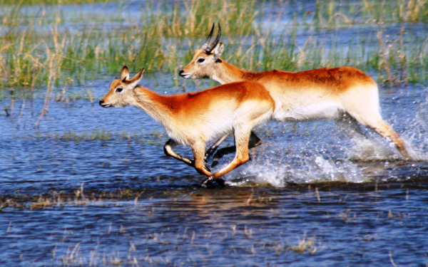 Антилопы мчатся по воде