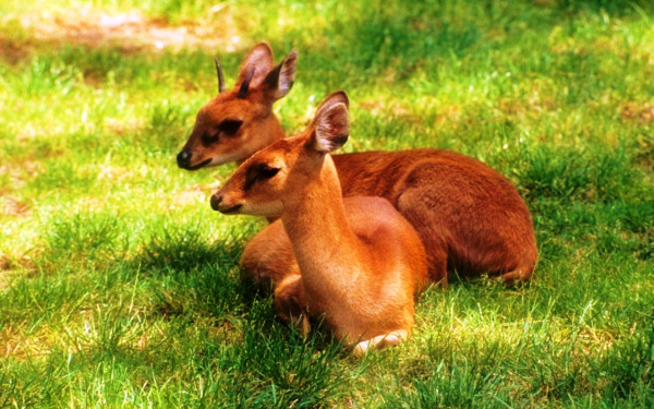 Антилопы на траве