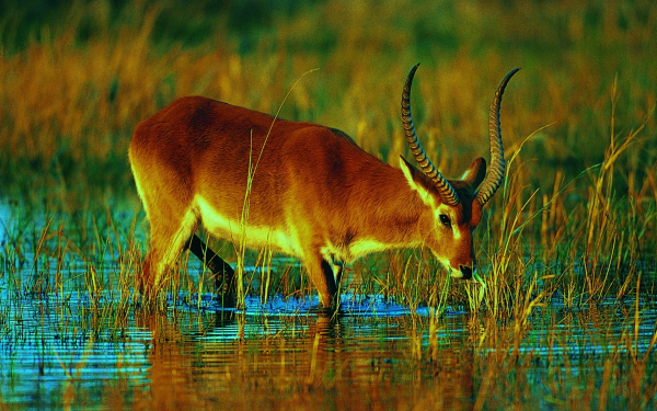 Водяной козел