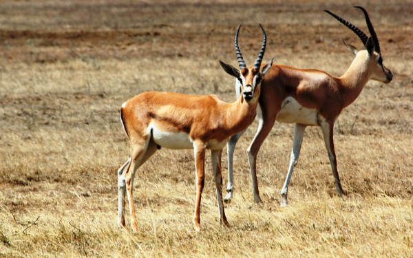 Газели Томпсона